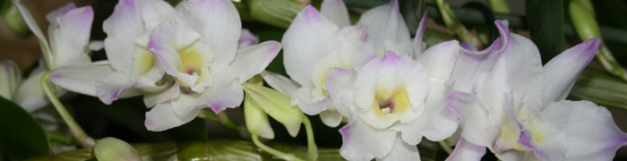 Orchideen01 700x180